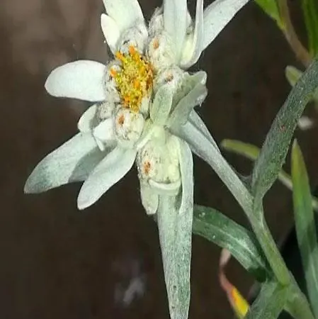 Graziosa Mansarda شقة